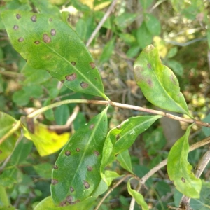 Photographie n°2218403 du taxon Lonicera periclymenum L. [1753]