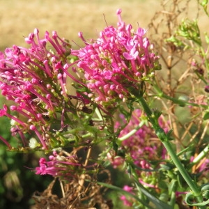 Photographie n°2218406 du taxon Centranthus ruber (L.) DC. [1805]