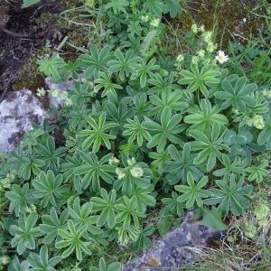 Photographie n°2218410 du taxon Alchemilla alpina L.