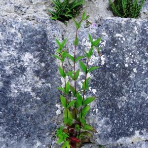 Photographie n°2218411 du taxon Epilobium duriaei J.Gay ex Godr. [1849]