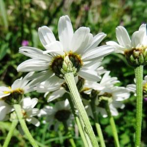 Photographie n°2218451 du taxon Tanacetum corymbosum (L.) Sch.Bip.