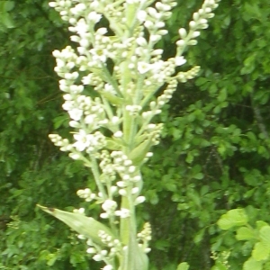 Photographie n°2218490 du taxon Veratrum album L.