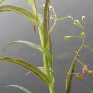 Photographie n°2218503 du taxon Veronica scutellata L. [1753]