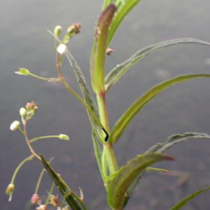 Photographie n°2218508 du taxon Veronica scutellata L. [1753]