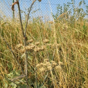 Photographie n°2218537 du taxon Verbascum sinuatum L. [1753]