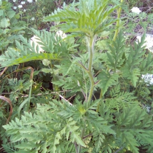 Photographie n°2218546 du taxon Ambrosia artemisiifolia L. [1753]