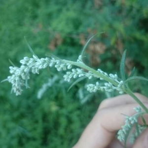 Photographie n°2218549 du taxon Artemisia vulgaris L. [1753]