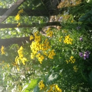 Photographie n°2218550 du taxon Tanacetum vulgare L. [1753]