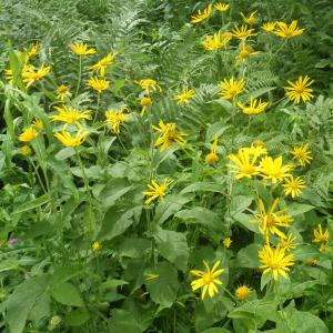 Photographie n°2218559 du taxon Doronicum austriacum Jacq. [1774]