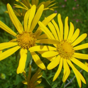 Photographie n°2218561 du taxon Doronicum austriacum Jacq. [1774]