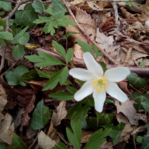 Photographie n°2218564 du taxon Anemone sylvestris L. [1753]