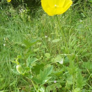 Photographie n°2218569 du taxon Meconopsis cambrica (L.) Vig.