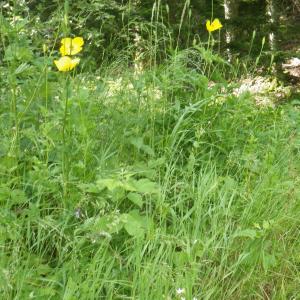 Photographie n°2218578 du taxon Meconopsis cambrica (L.) Vig.