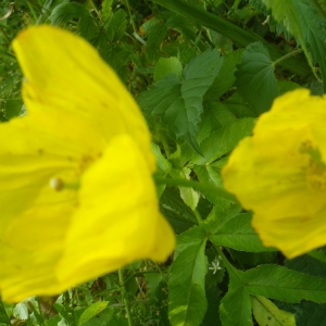 Photographie n°2218579 du taxon Meconopsis cambrica (L.) Vig.