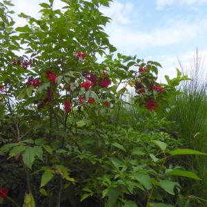 Photographie n°2218598 du taxon Sambucus racemosa L. [1753]