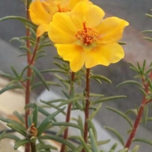 Portulaca grandiflora Hook. (Chevalier-d'onze-heures)