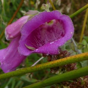 Digitalis minor L. (Digitale pourpre)