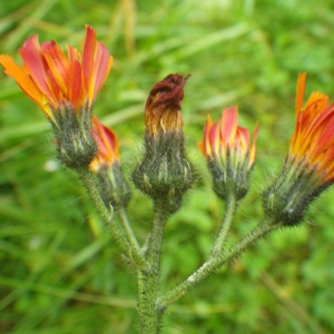 Photographie n°2218650 du taxon Pilosella aurantiaca (L.) F.W.Schultz & Sch.Bip. [1862]