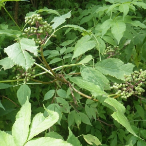 Photographie n°2218664 du taxon Sambucus racemosa L. [1753]