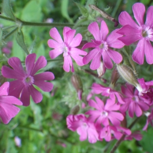 Silene dioica (L.) Clairv. (Compagnon rouge)