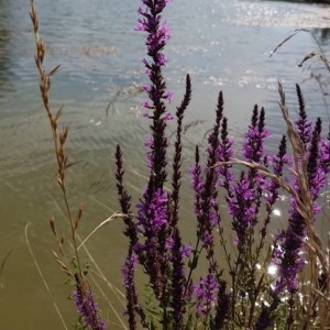 Photographie n°2218706 du taxon Lythrum salicaria L. [1753]