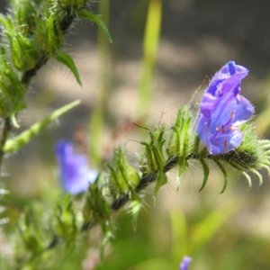 Photographie n°2218722 du taxon Echium vulgare L. [1753]