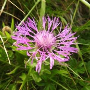  - Centaurea nervosa Willd. [1809]