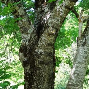 Photographie n°2218766 du taxon Fraxinus excelsior L.