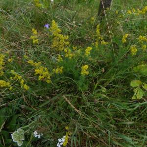 Photographie n°2218791 du taxon Galium verum L. [1753]