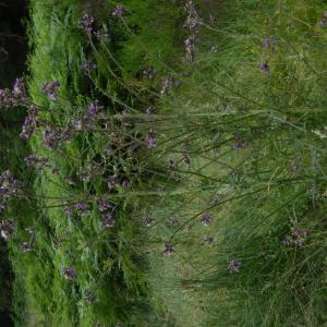 Photographie n°2218795 du taxon Cirsium palustre (L.) Scop. [1772]