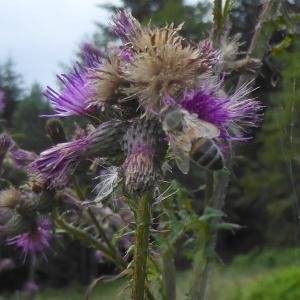 Photographie n°2218796 du taxon Cirsium palustre (L.) Scop. [1772]