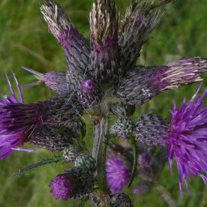 Photographie n°2218797 du taxon Cirsium palustre (L.) Scop. [1772]