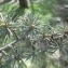  Liliane Roubaudi - Cedrus brevifolia (Hook.f.) A.Henry [1908]