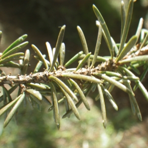 Cedrus libani var. brevifolia Hook.f. (Cèdre de Chypre)