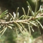  Liliane Roubaudi - Cedrus brevifolia (Hook.f.) A.Henry [1908]