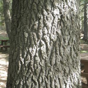  - Cedrus brevifolia (Hook.f.) A.Henry [1908]