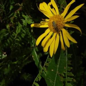 Photographie n°2218820 du taxon Doronicum austriacum Jacq. [1774]