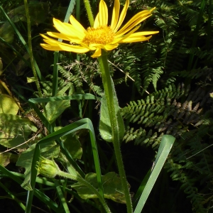 Photographie n°2218821 du taxon Doronicum austriacum Jacq. [1774]