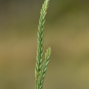 Photographie n°2218868 du taxon Crucianella angustifolia L. [1753]