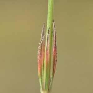 Photographie n°2218869 du taxon Crucianella angustifolia L. [1753]