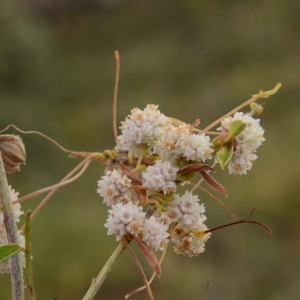 Photographie n°2218885 du taxon Cuscuta approximata Bab. [1844]