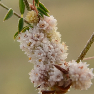 Photographie n°2218886 du taxon Cuscuta approximata Bab. [1844]