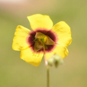 Photographie n°2218891 du taxon Tuberaria guttata (L.) Fourr. [1868]