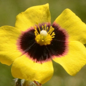 Photographie n°2218892 du taxon Tuberaria guttata (L.) Fourr. [1868]