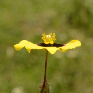 Photographie n°2218893 du taxon Tuberaria guttata (L.) Fourr. [1868]