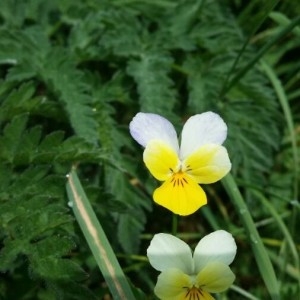 Photographie n°2218960 du taxon Viola tricolor L. [1753]