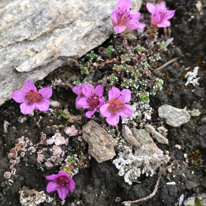 Photographie n°2218962 du taxon Saxifraga oppositifolia L. [1753]