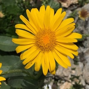 Photographie n°2218974 du taxon Doronicum grandiflorum Lam. [1786]