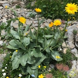 Photographie n°2218975 du taxon Doronicum grandiflorum Lam. [1786]