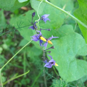 Photographie n°2218988 du taxon Solanum dulcamara L. [1753]